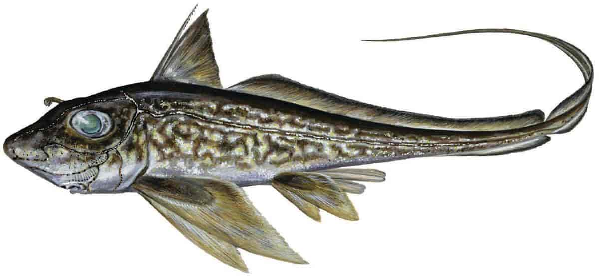 Chimaera monstrosa Linnaeus, 1758